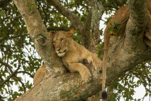 3 Days Uganda Wildlife Safari to Queen Elizabeth National Park