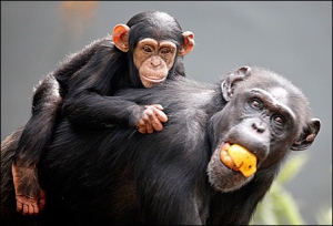 3 Days Rwanda Chimpanzee Safari to Nyungwe Forest National Park