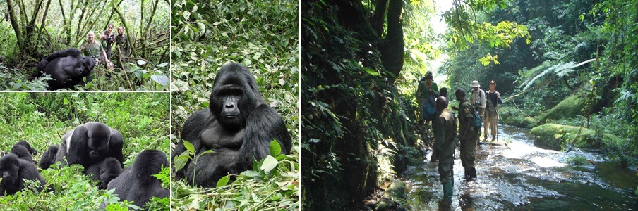 gorilla-trekking-bwindi-impenetrable-forest