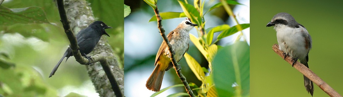 birds-mgahinga-national-park
