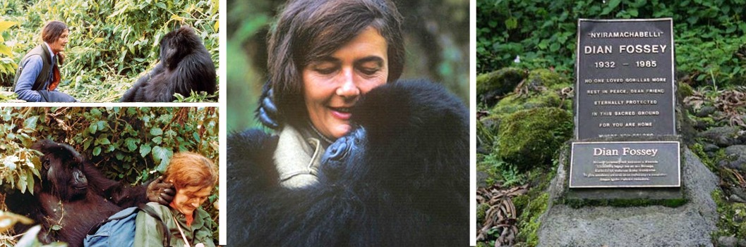 4 days Rwanda gorilla trekking safari volcanoes national park 