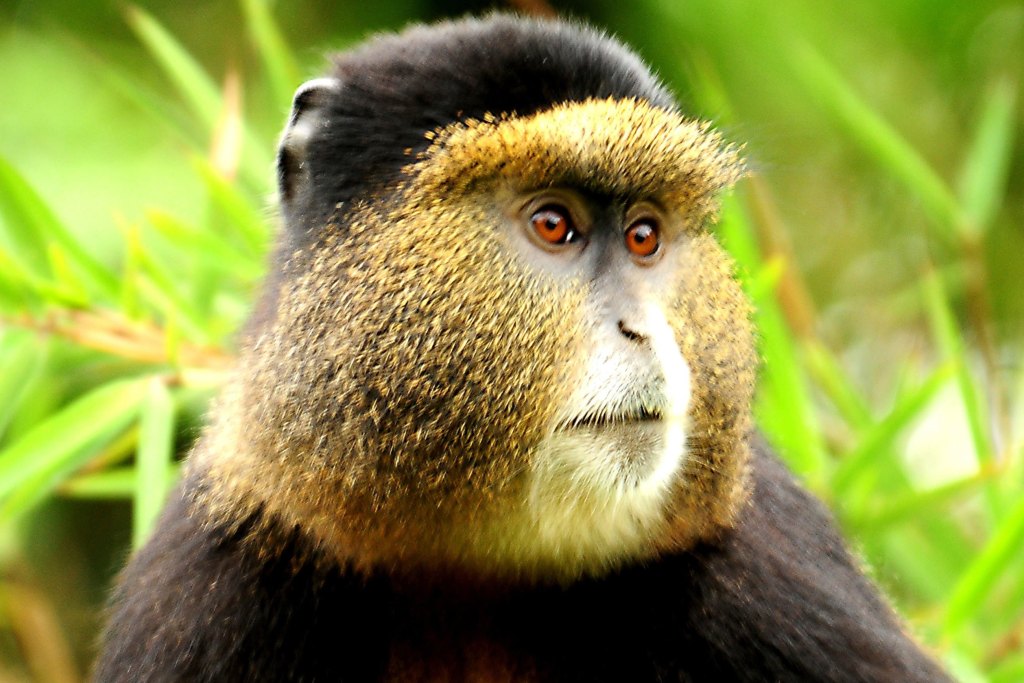 6 Days Gorilla Safari Rwanda, Chimpanzee trekking & Colobus Monkeys tracking