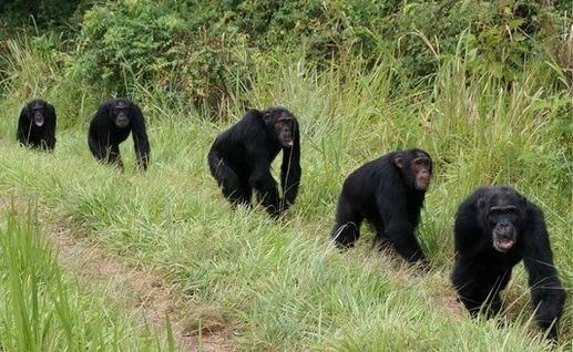 rwanda safaris
