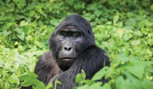 3 Days Gorilla Uganda Tour Mgahinga Gorilla National Park